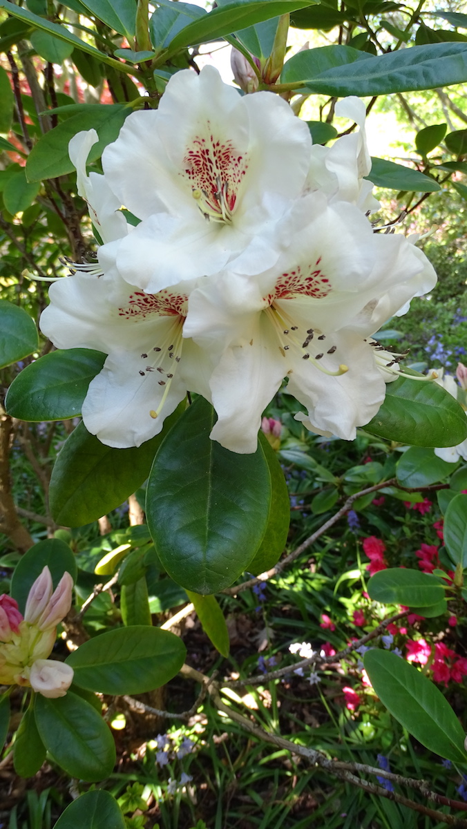 Maharani